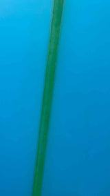 Mod Fun 8'0"